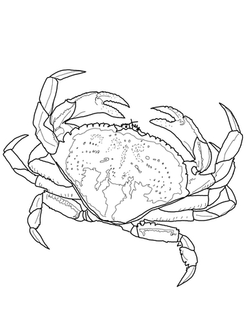 Dungeness Crab Coloring Page